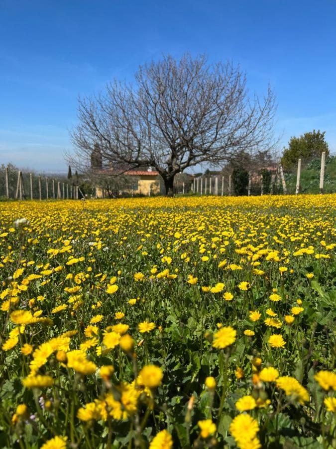 La Terrazza Sul Ciliegio Apartment Marino Luaran gambar